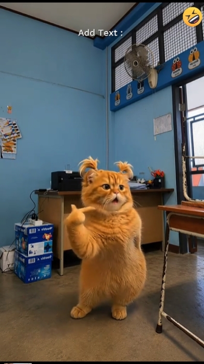 Funny cat