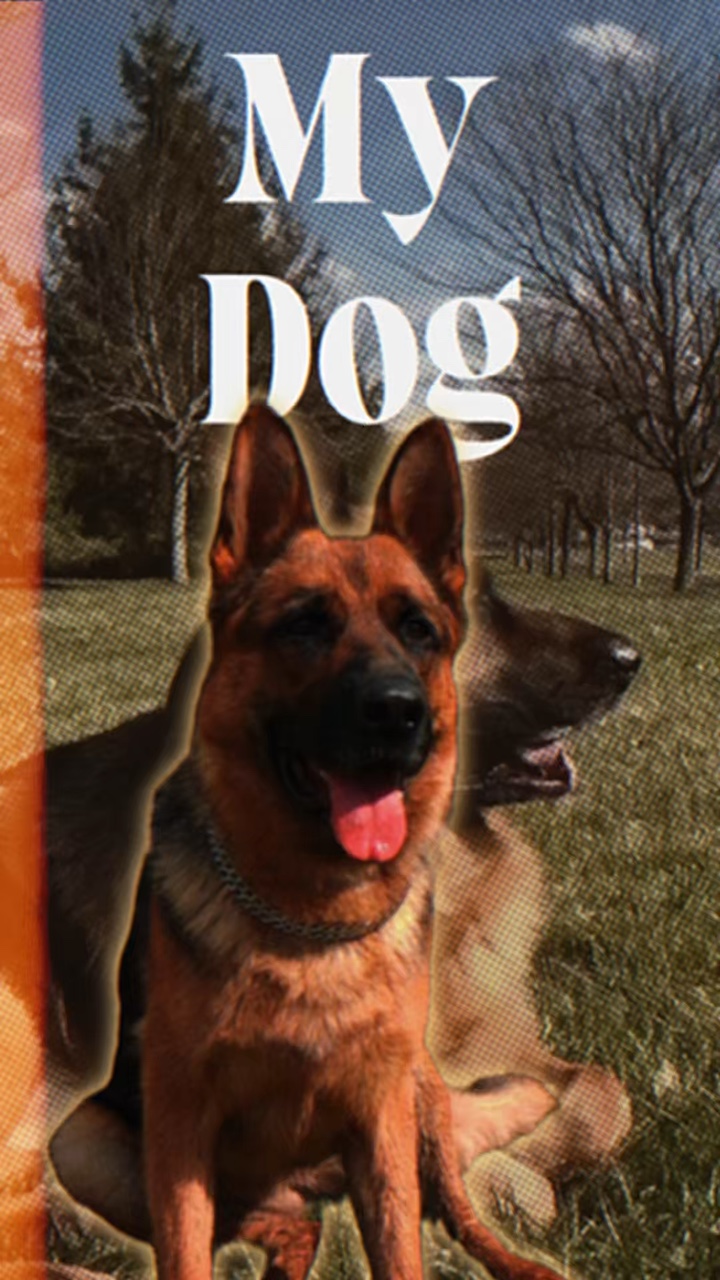 My Dog cool