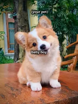 Baby boy honey bee