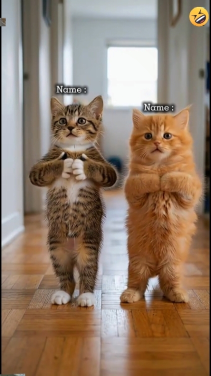 Lindo gato
