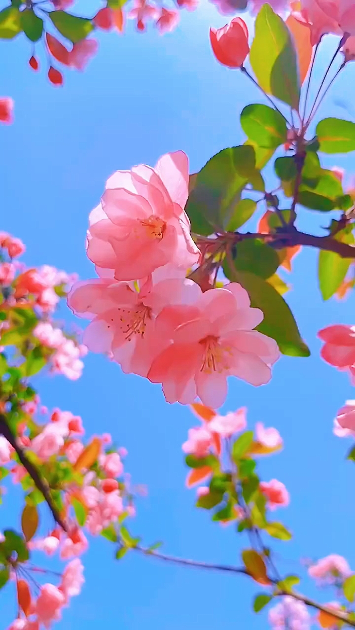 Flores