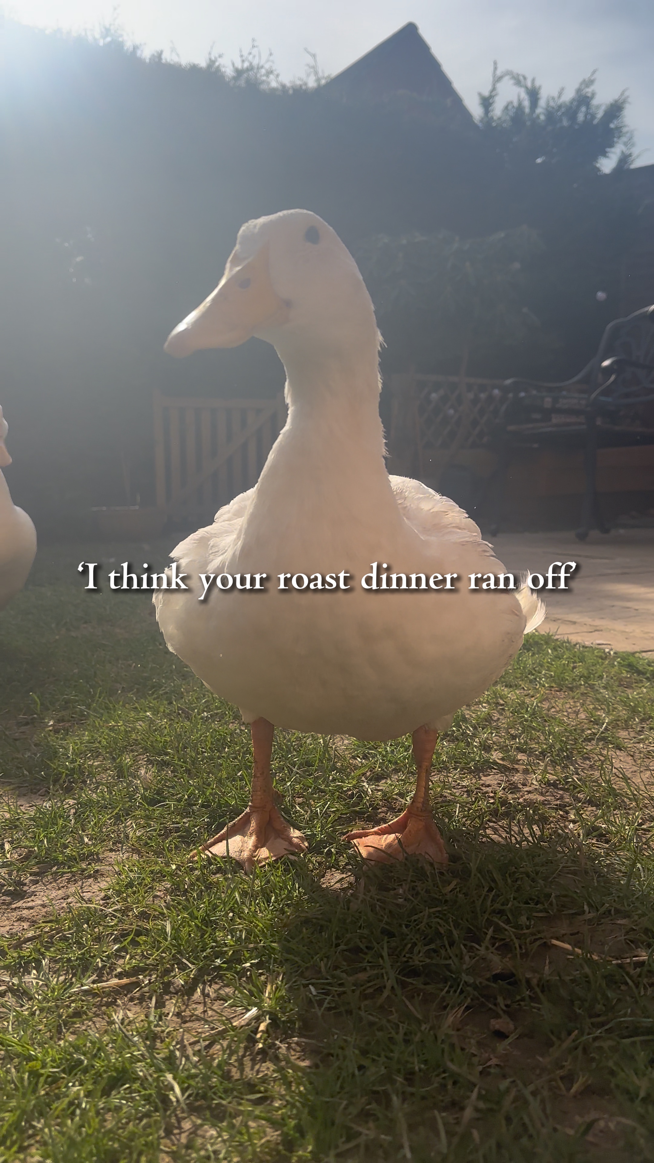 ducks are amazing.