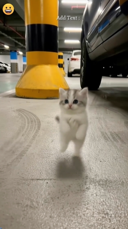 sevimli kedi