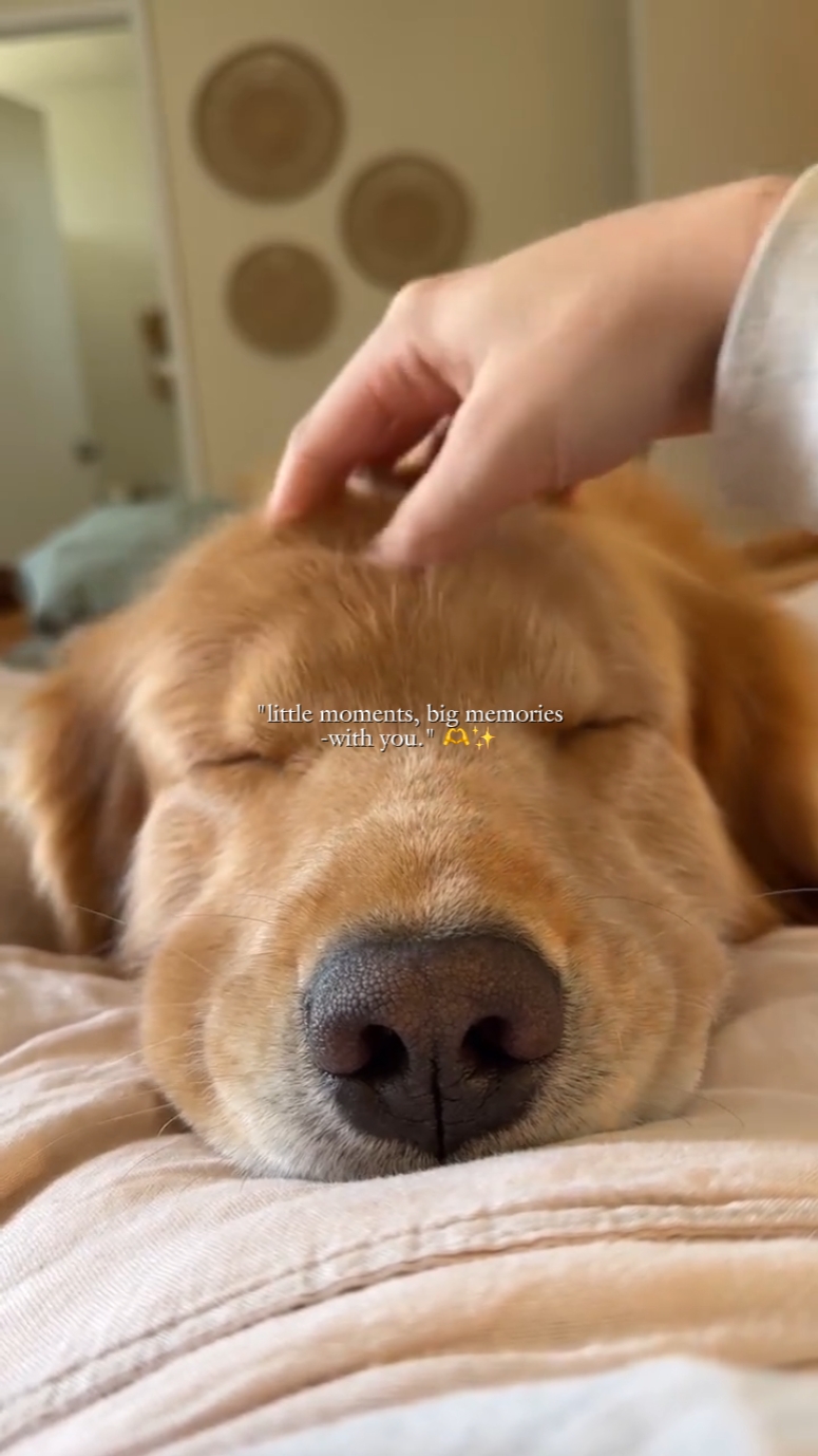 Pets recap kuwento