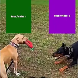 trend dog 