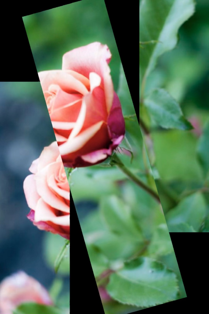 Fun animations 