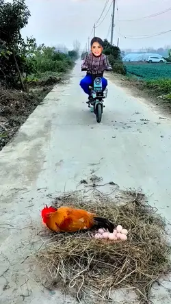 Gà Trống Ấp Trứng