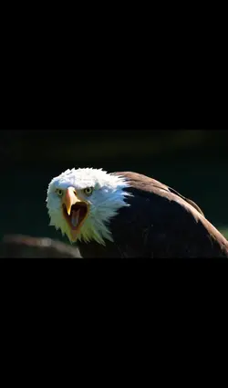 eagle moment