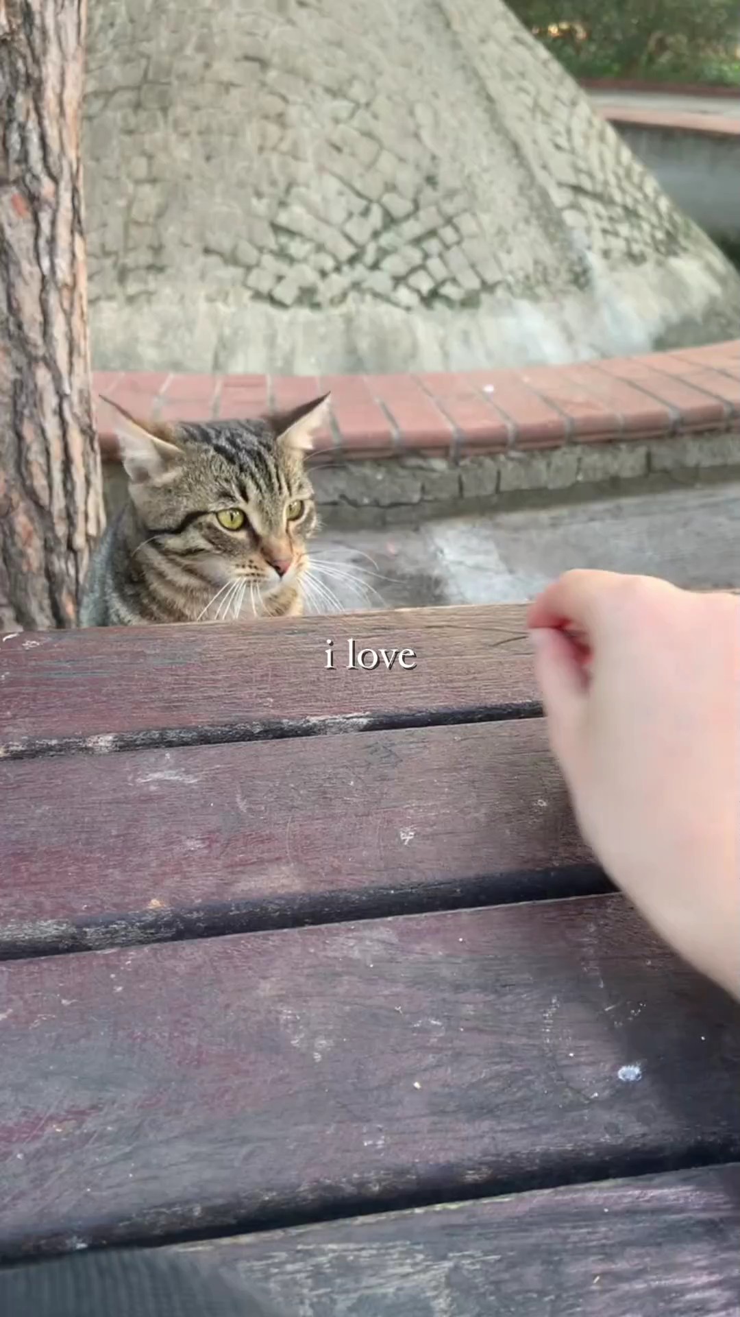 Eu amo gato
