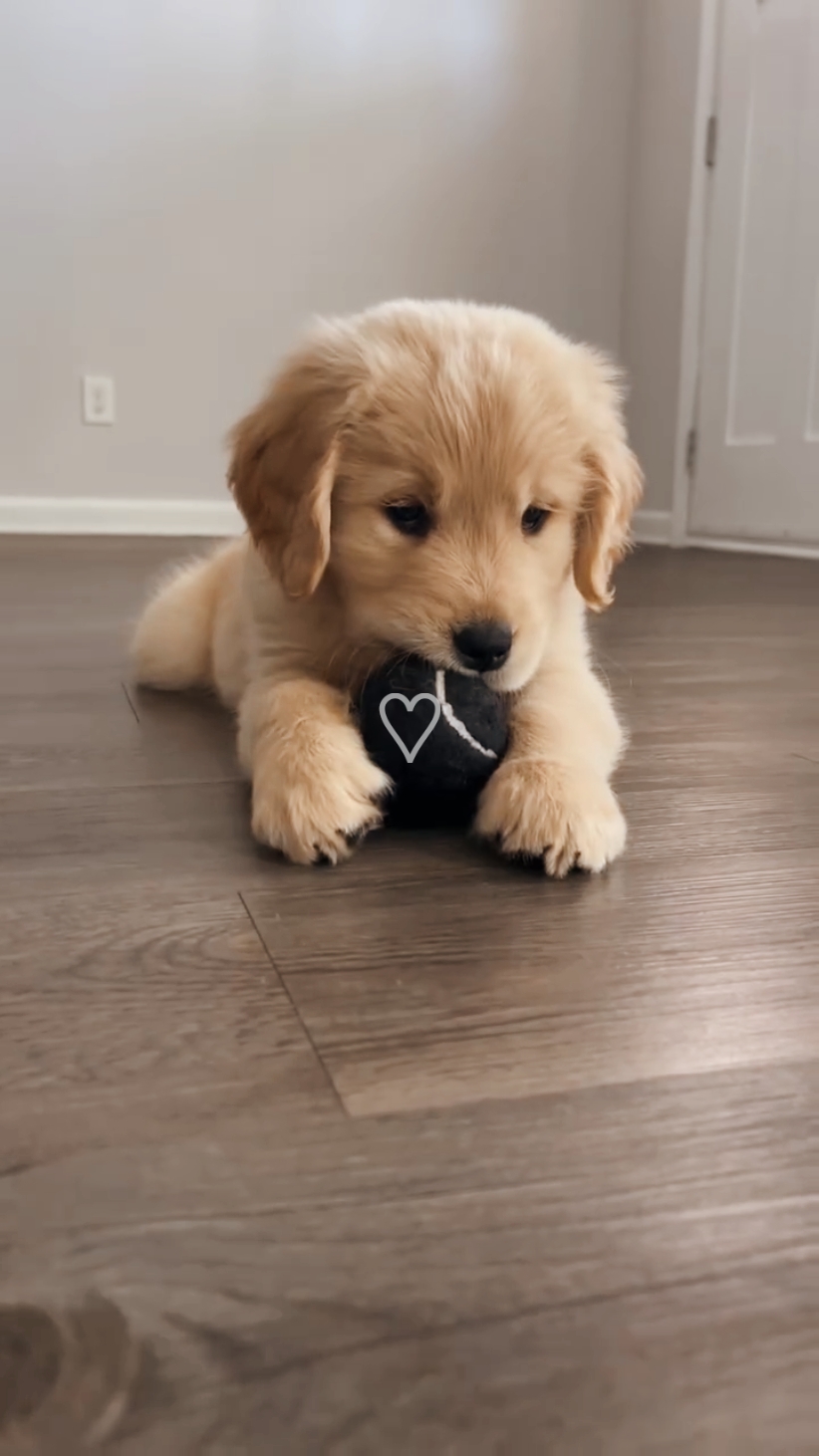 Pet