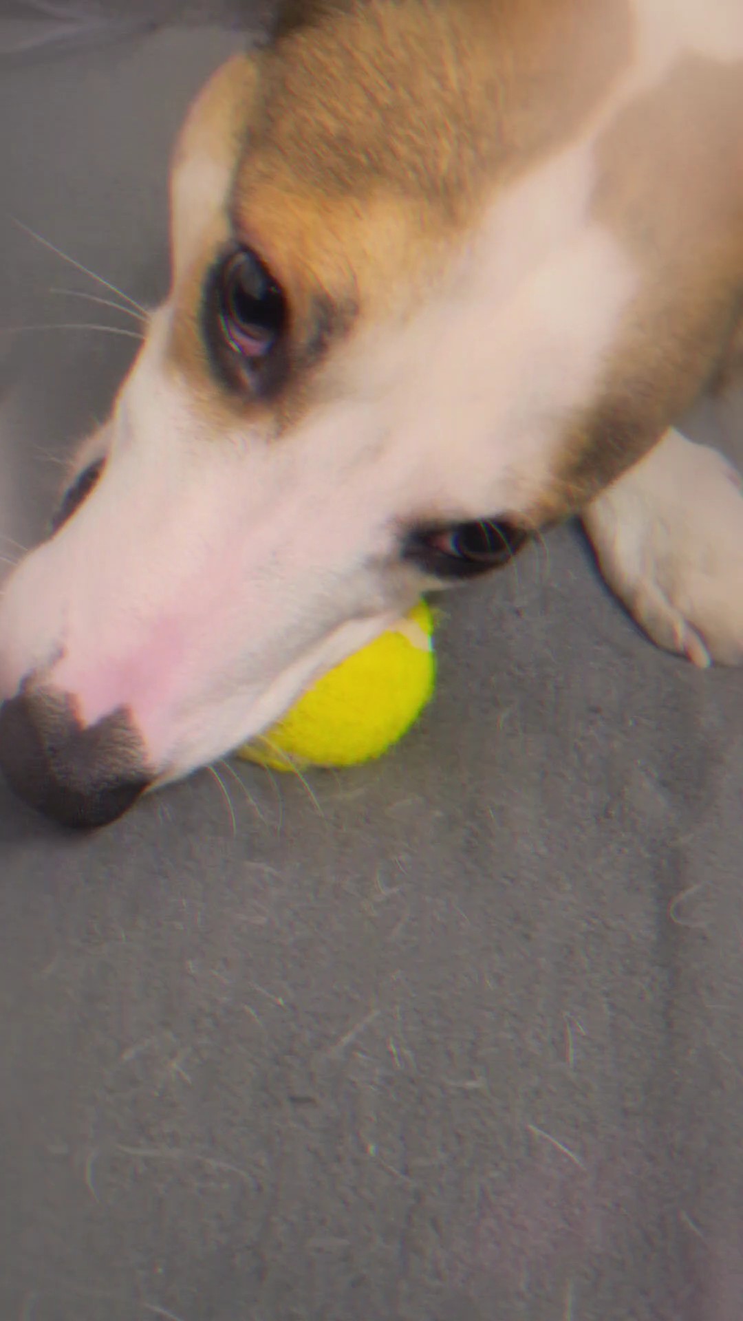 Hunde sind Engel