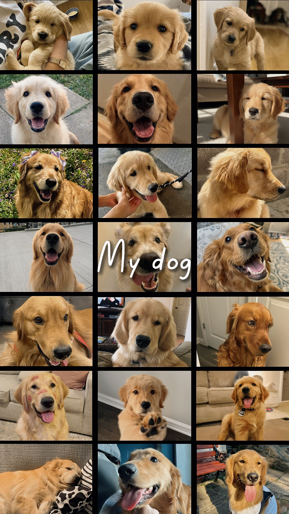 my dog