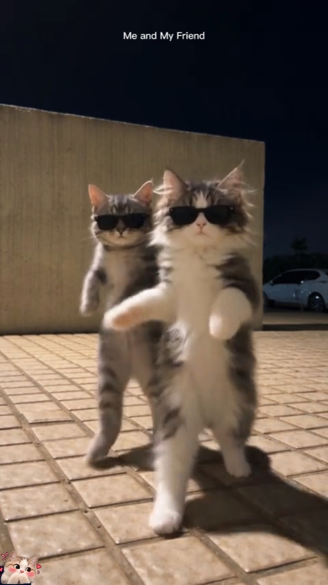 Tanzkatze Trend 