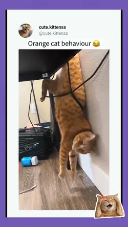 Orange cat behavior