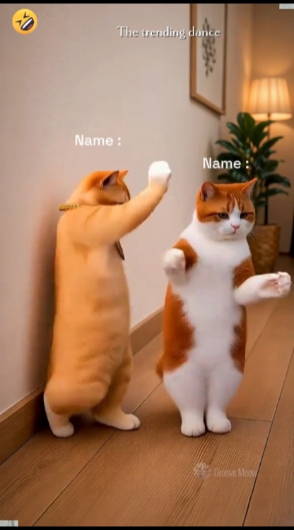 Gato de baile divertido