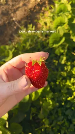 strawberry harvest