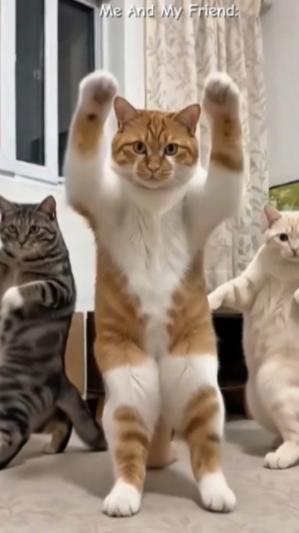 funny Cat. 