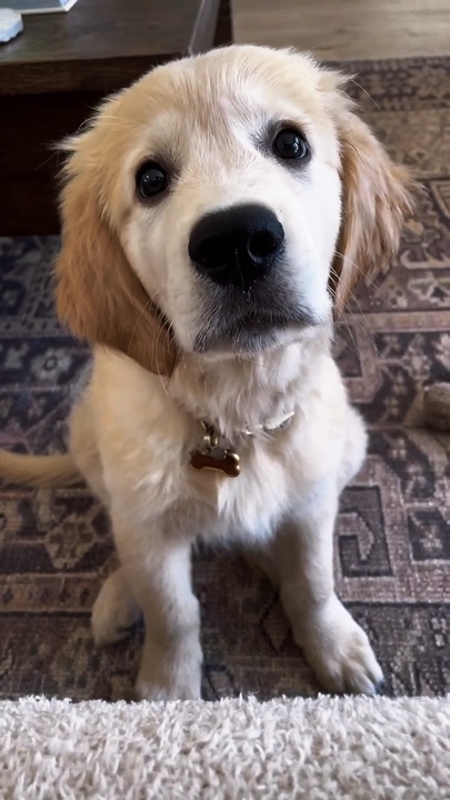 Sound Baby | dog