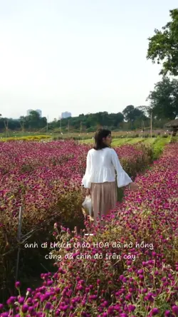 Thạch thảo hoa đã nở