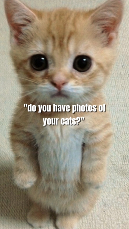photos of your cats 