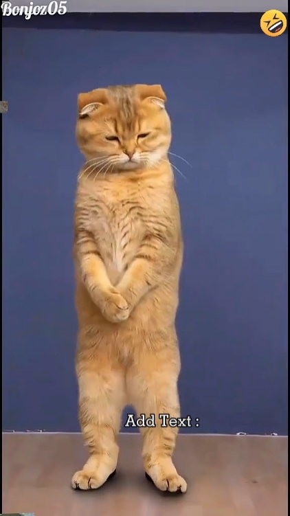 Komik Kedi
