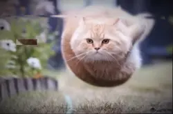 Funny cat edit