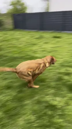 DOGGO SLOWMO <3