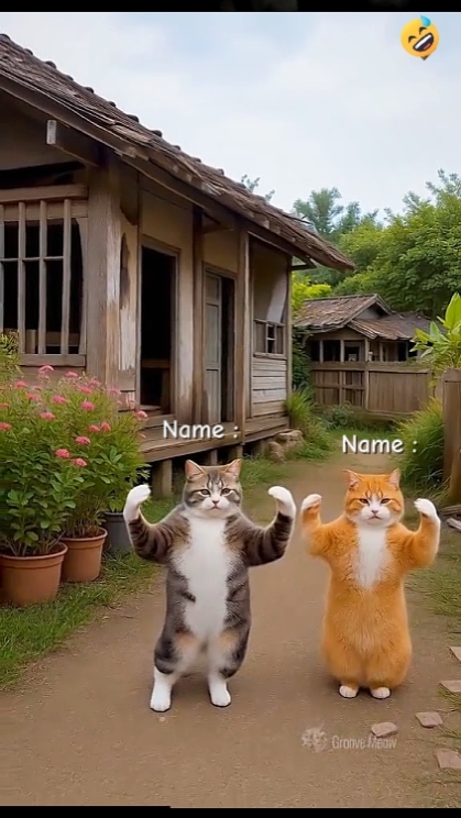 Funny dancing cat 