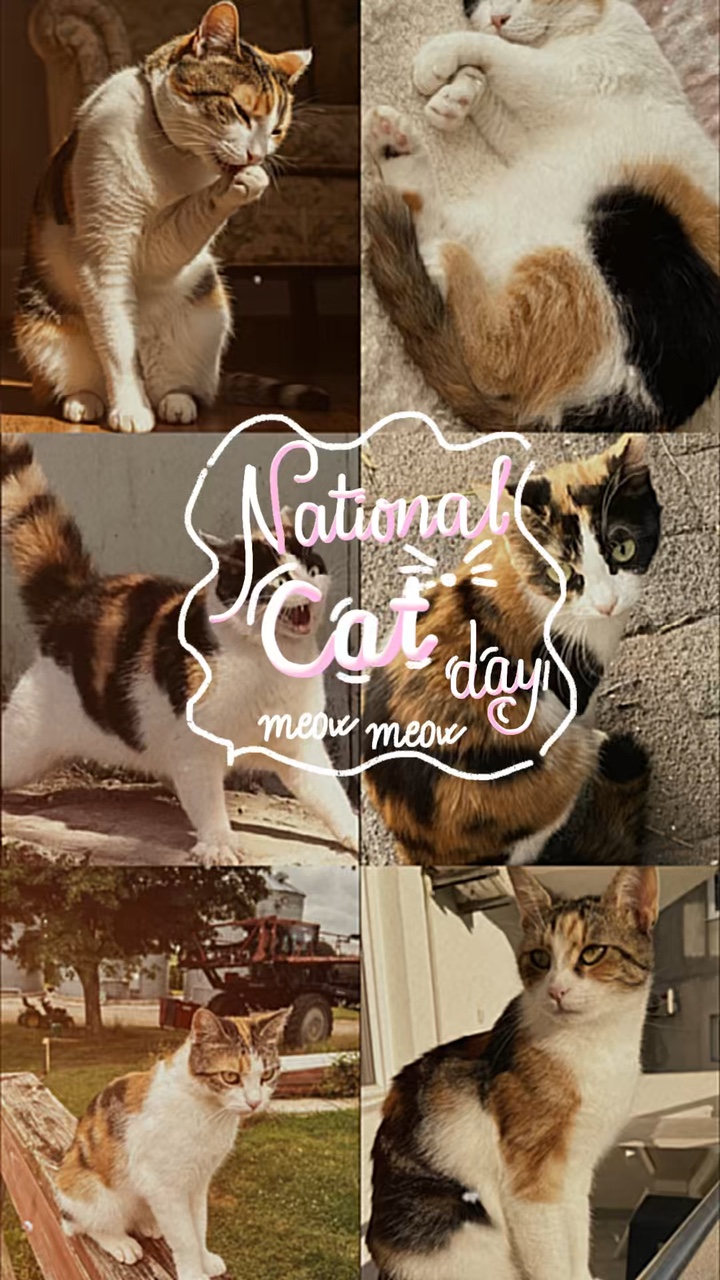National Catday 