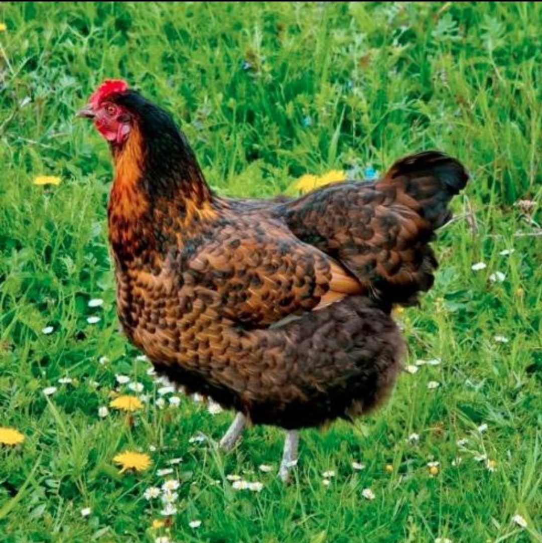 Chicken