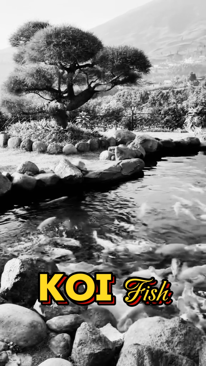 Vlog: KOI Fish 