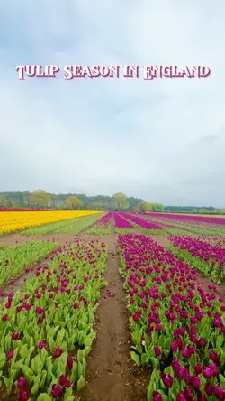 Tulip Season