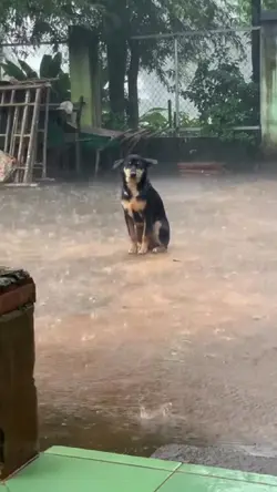 Cane