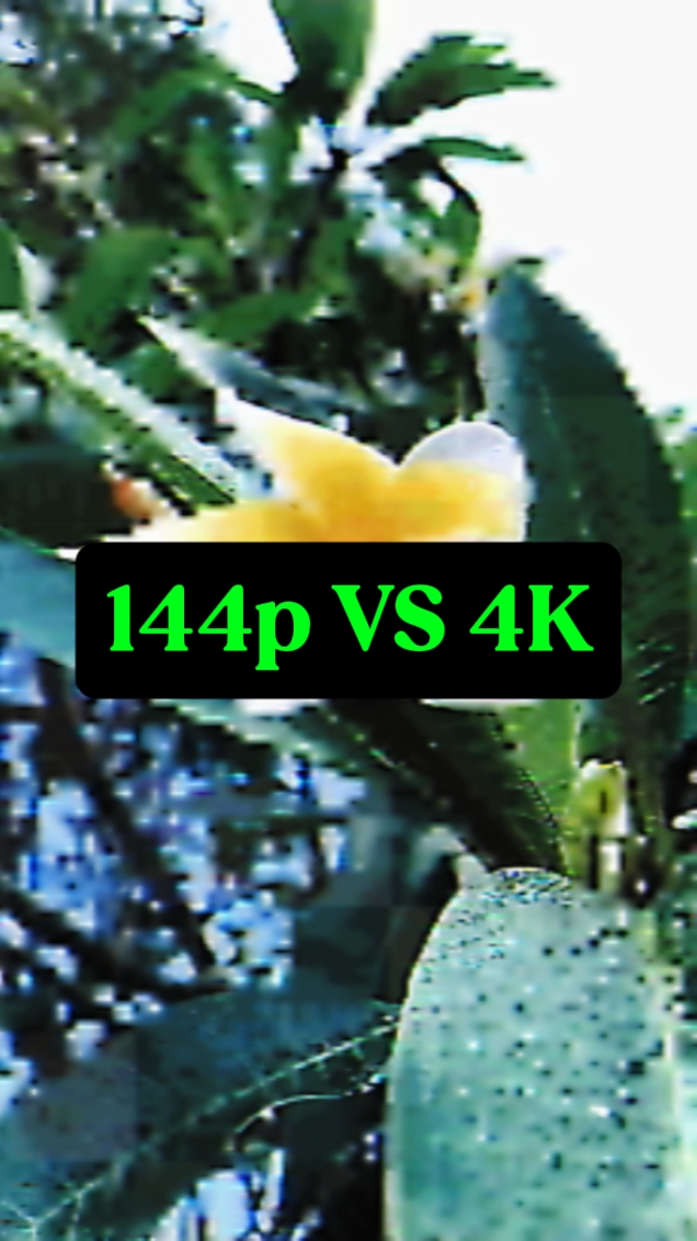 144P VS 4K natureza