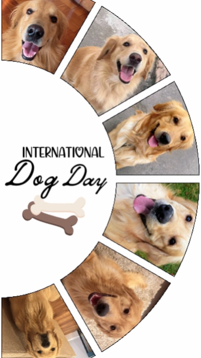 DY DE PERRO INTERNACIONAL