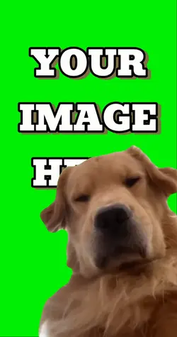 Dog waiting