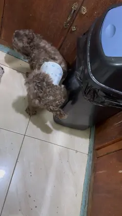 Pet Diapers 😅
