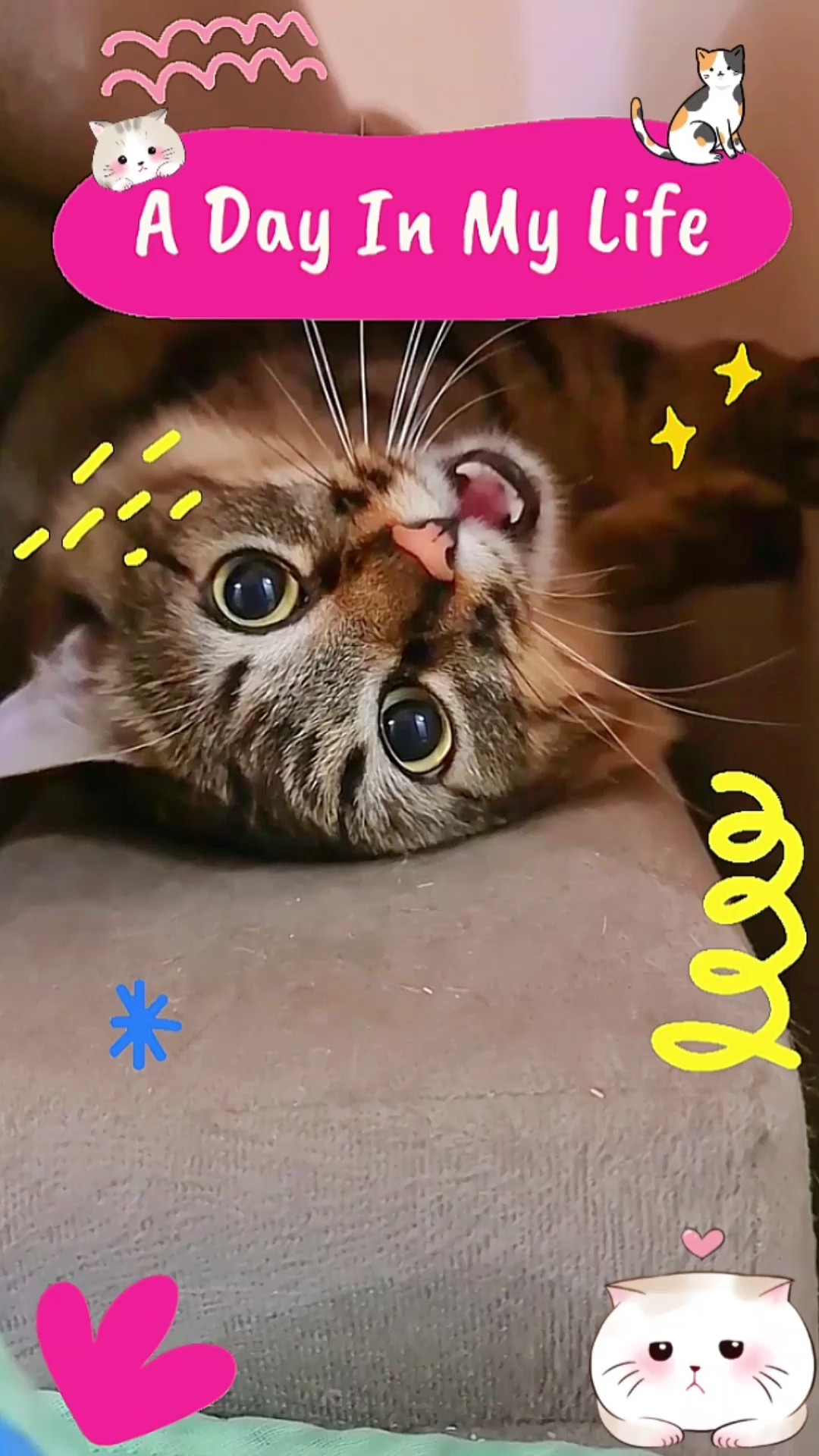 Vlog Kucing Anabul