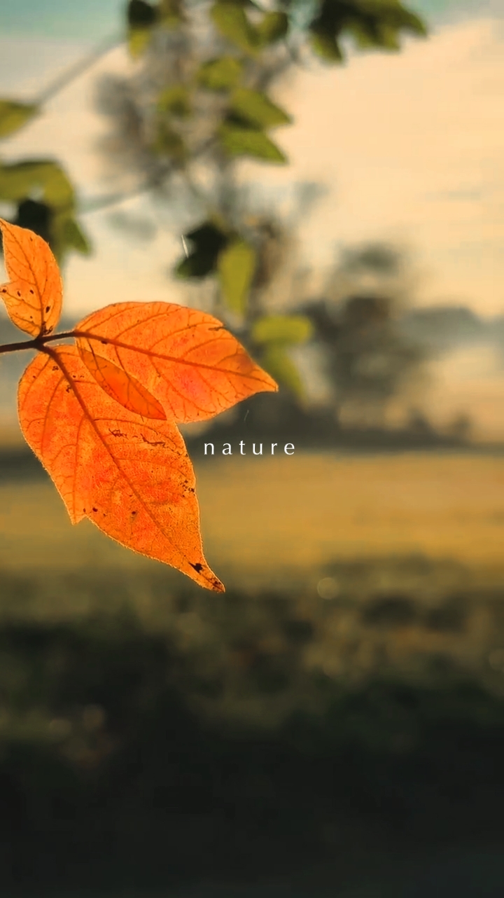 NATUREZA
