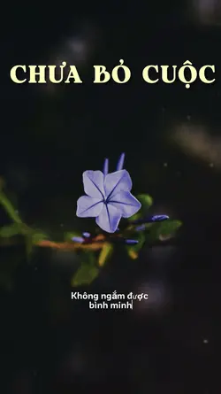 Không ngắm được bình