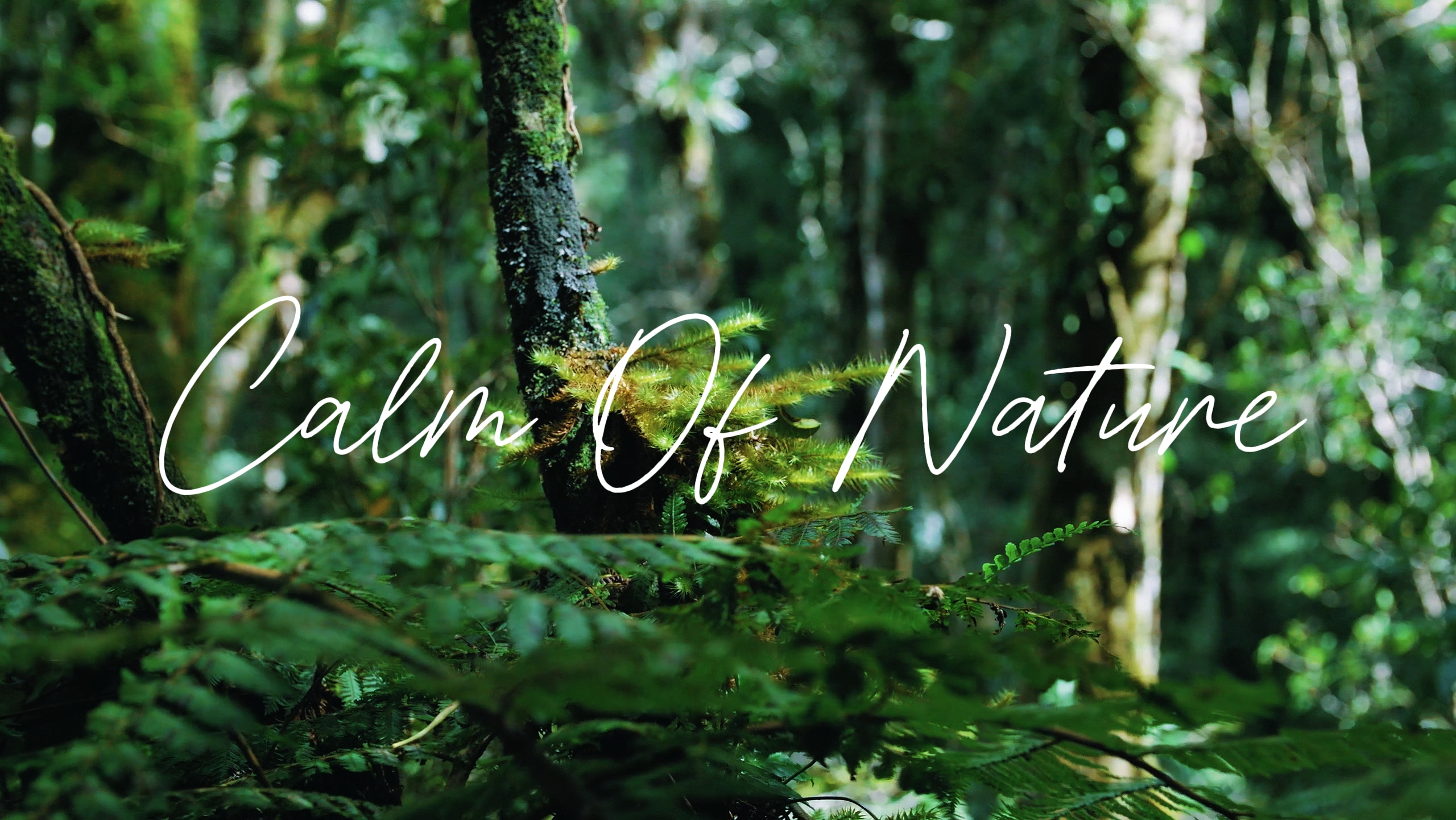 Calm Of Nature HD