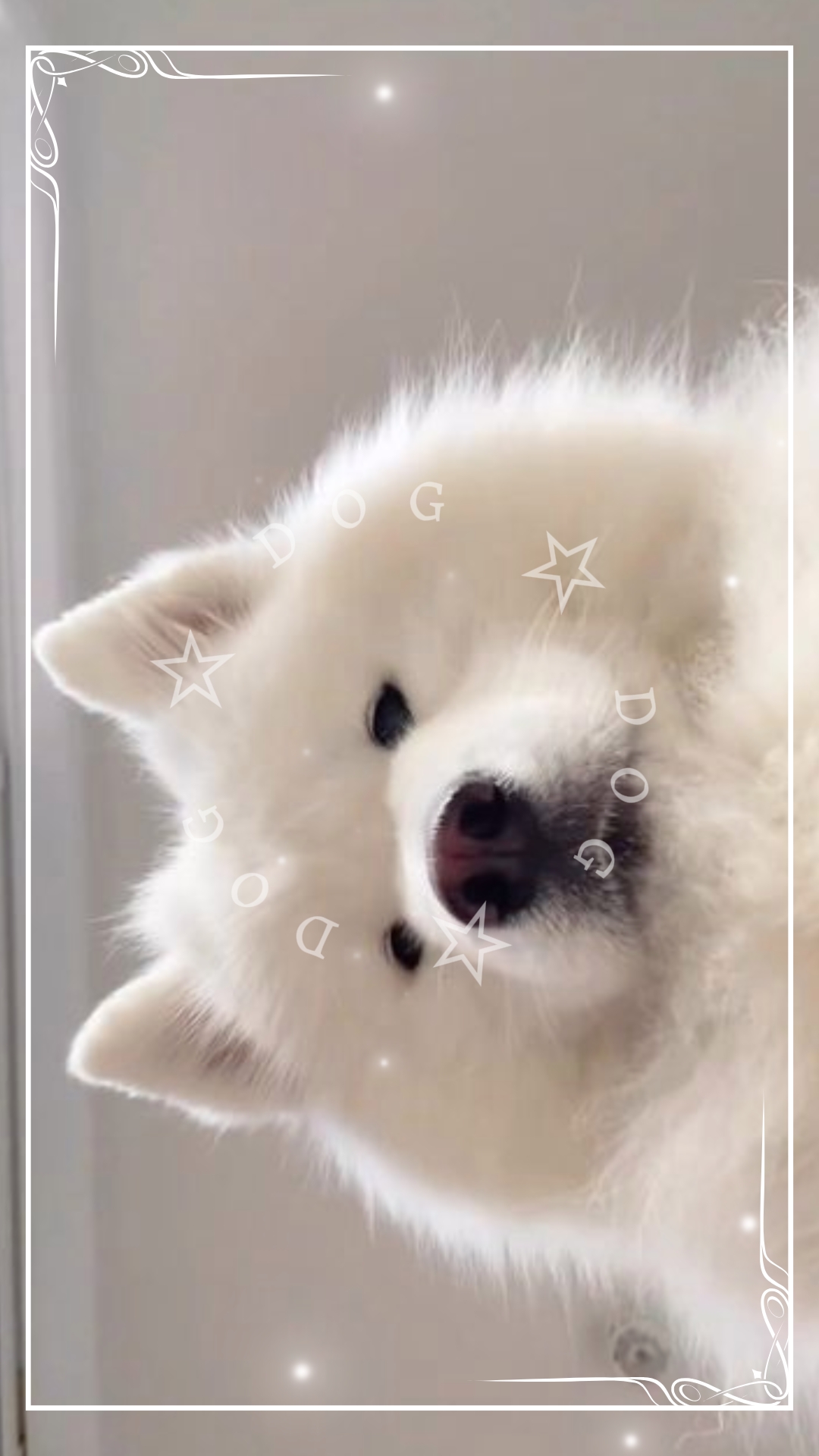El tema es PERRO