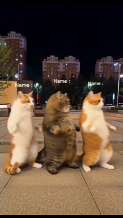 Dans Eden Kedi Trendi