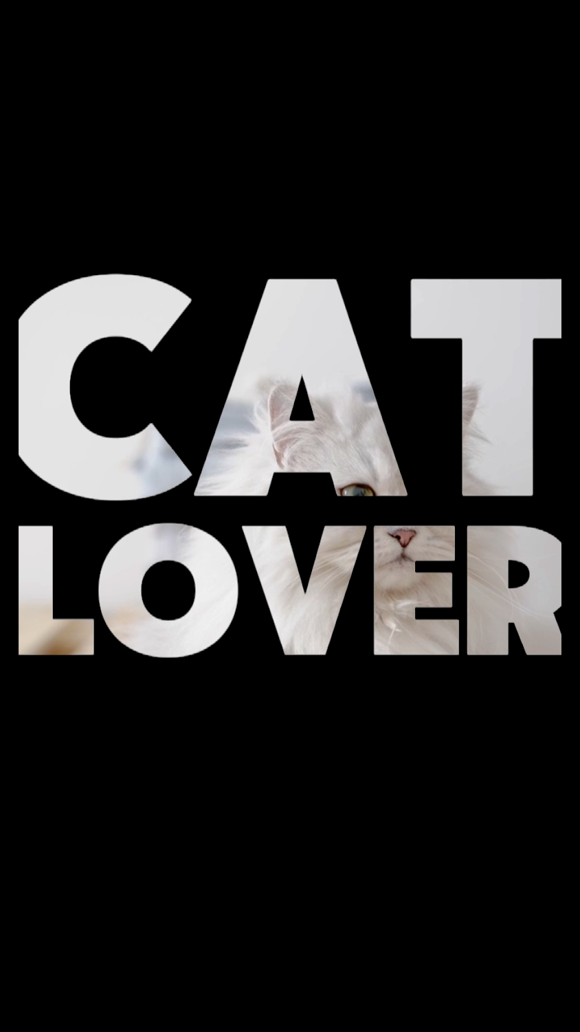 Kedi Aşığı