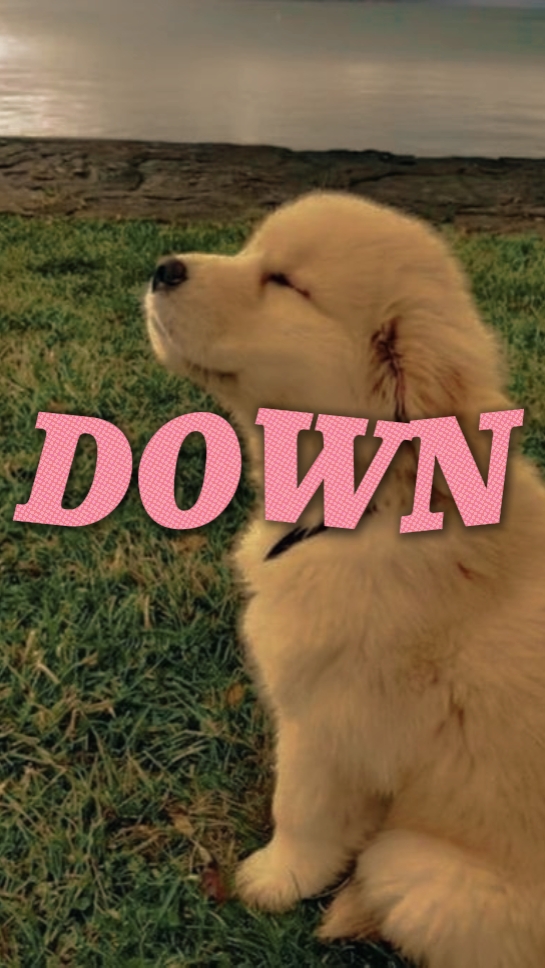 dog dog