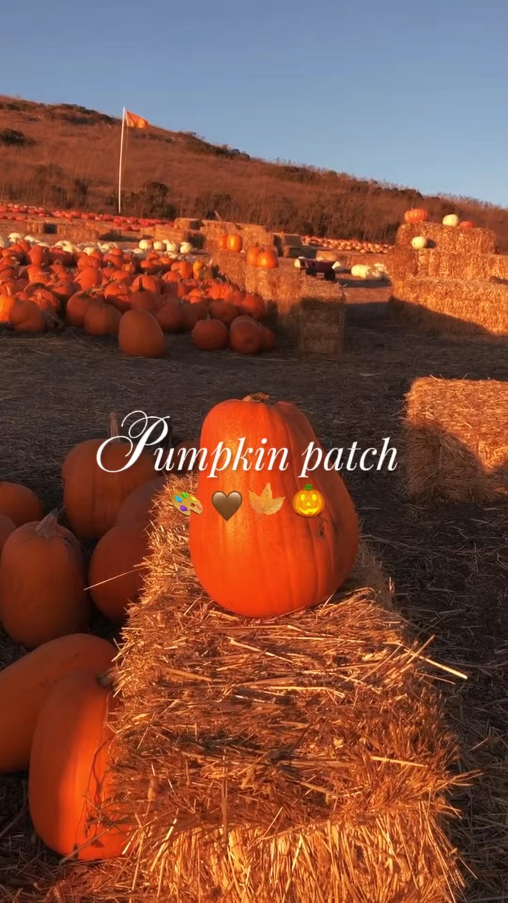 Vlog del parche de calabazas 