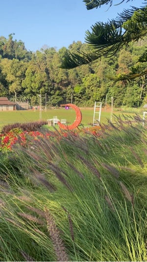 Flor de jardín