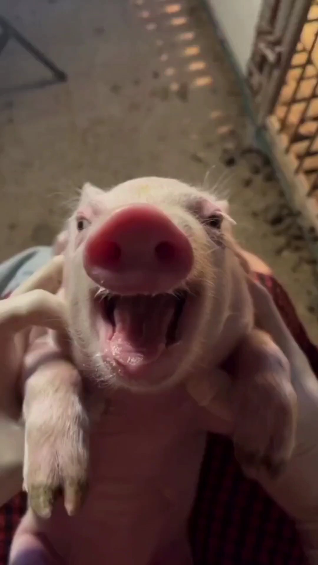 Funny pig meme