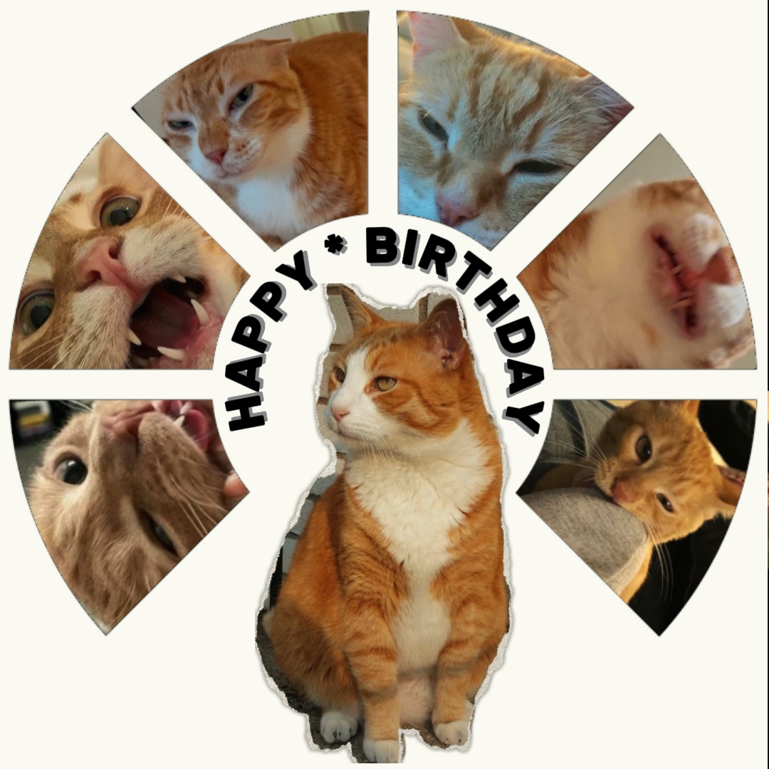 CAT BIRTHDAY