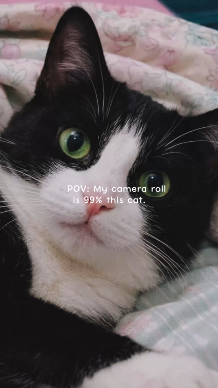 Tempat pembuangan kucing POV